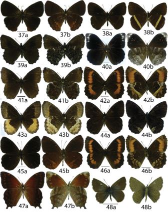 Especies de Nymphalidae y Lycaenidae de las Reserva Saltagatos y
Tominejas. 37a-b Eretris apuleja
bogotana, 38a-b

Manerebia leaena lanassa, 39a-b Steremnia selva selva, 40a-b Pronophila epidipnis ssp., 41a-b Panyapedaliodes drymaea, 42a-b Pedaliodes phaea, 43a-b Pedaliodes phaeina, 44a-b Pedaliodes phoenissa, 45a-b Pedaliodes polla, 46a-b Pedaliodes n sp., 47a-b Lasiophila circe circe, 48a-b Hemiargus hanno bogatana.