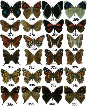 Especies de Nymphalidae de las
reservas Saltagatos y Tominejas. 25a-b Orophila
cardases, 26a-b Perisama bomplandii,

27a-b Actinote eresia, 28a-b Altinote trinacria chea, 29a-b Dione glycera, 30a-b Adelpha corcyra corcyra, 31a-b Hypanartia dione dione, 32a-b Hypanartia kefersteini, 33a-b Vanessa cardui, 34a-b Vanessa virginiensis, 35a-b Corades chelonis chelonis, 36a-b Corades medeba columbina. 