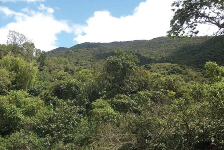 Vista general del área de estudio. Reservas Las Tominejas y Saltagatos (primer
plano, bosque secundario al lado de la quebrada Tincé; al fondo los cerros de
Juaica, alcanzando elevaciones superiores de 3000 m, con bosque secundario de
más de 40 años). 