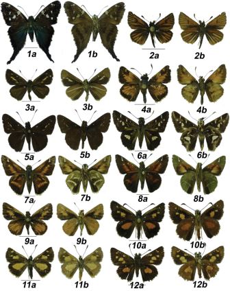 
Especies de Hesperiidae de las
Reservas Saltagatos y Tominejas. 1a-b Urbanus
elmina, 2a-b Ancyloxypha melanoneura,
3a-b Parphorus paramus, 4a-b Poanes azin, 5a-b Psoralis exclamationis, 6a-b Thespieus
othna othna, 7a-b Serdis venezuelae
fractifascia, 8a-b Serdis viridicans
viridicans, 9a-b Wahydra kenava, 10a-b
Dalla caenides, 11a-b Dalla connexa, 12a-b Dalla quasca quasca.
