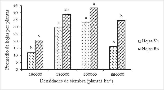 Comportamiento de las densidades de siembras en el
promedio de hojas por plantas en las dos fases evaluadas, variedad
Buenaventura. Letras desiguales en los tratamientos difieren estadísticamente
según Tukey (p≤0.05). Altura V4 (CV=9.62%; ES (±)=1.26).
Altura R6 (CV=5.84%; ES (±)=1.16). 