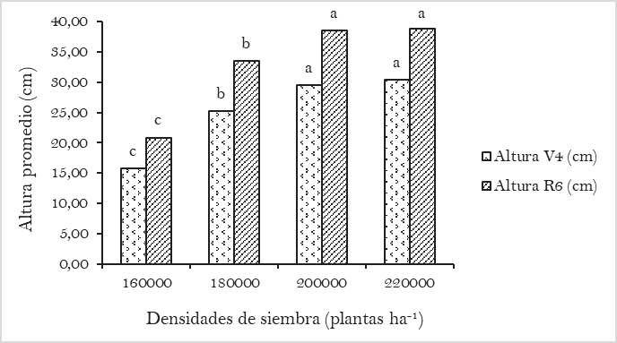 Comportamiento de las densidades de siembras en la
altura promedio de las plantas en las dos fases evaluadas, variedad
Buenaventura. Letras desiguales en los tratamientos difieren estadísticamente
según Tukey (p≤0.05). Altura V4 (CV=7.15%; ES (±)=0.91).
Altura R6 (CV=3.14%; ES (±)=0.53).