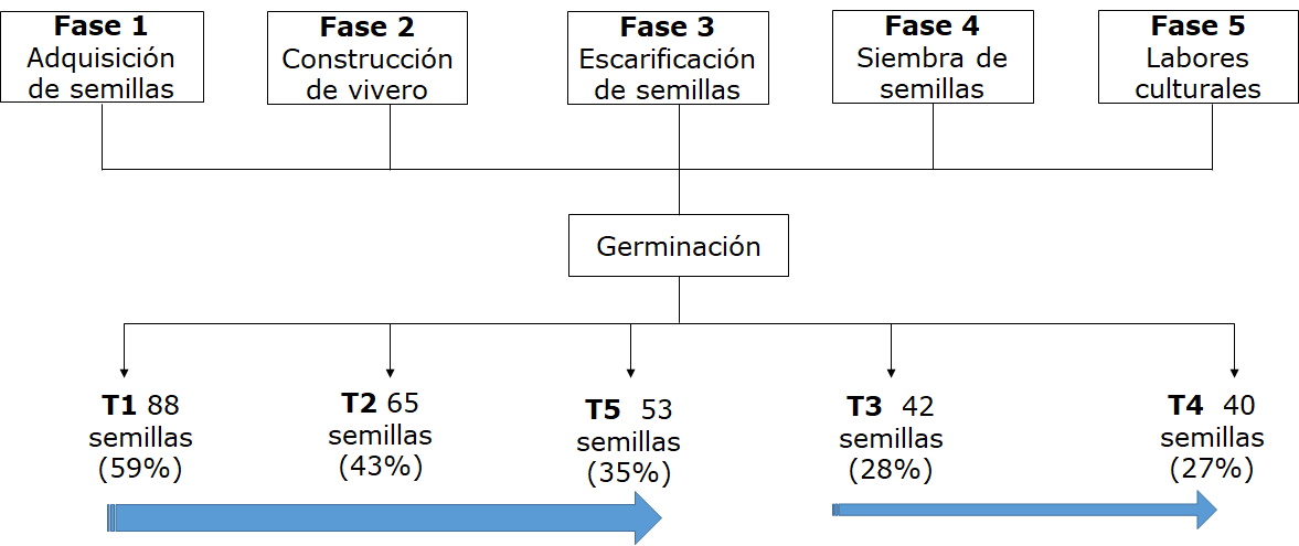 Metodología
del ensayo. Las flechas en color azul indican los porcentajes de mayor a menor
en función a los tratamientos aplicados.