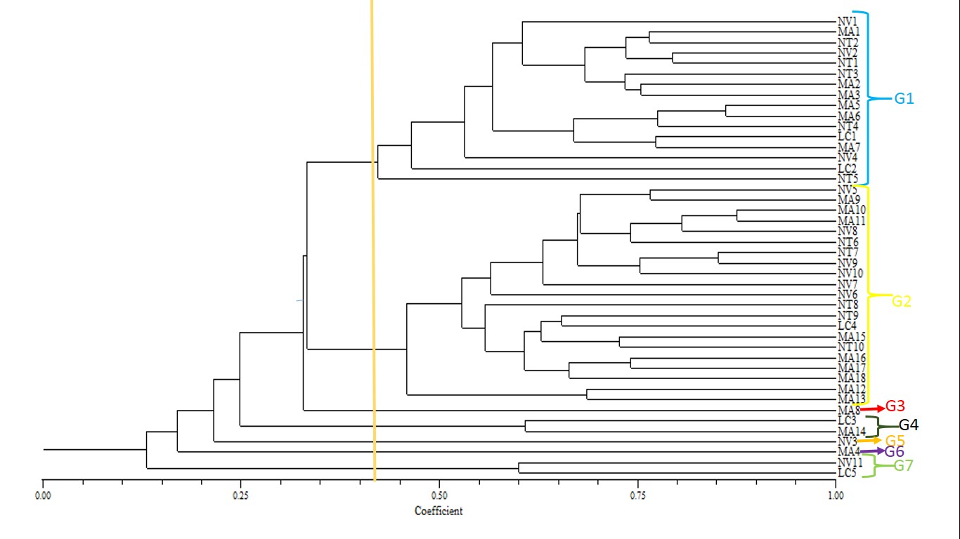 Dendrograma de la estructura genética de 44 genotipos de
cítricos basado en el coeficiente de Nei –Li y
calculado de los datos combinados de siete marcadores ISSR.
