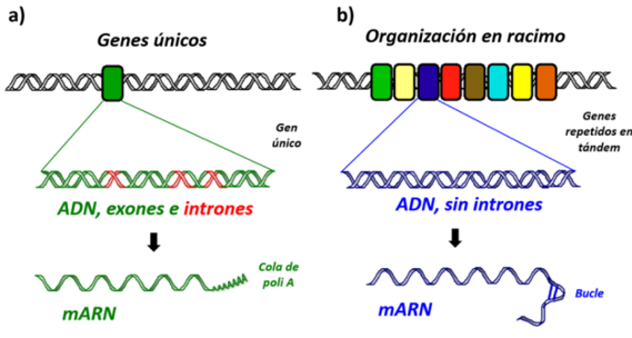 Características
diferenciales de genes que codifican para histonas a) genes codificantes de las
variantes histónicas b) genes codificantes de histonas canónicas, alta expresión
durante la fase S, Basado en Szenker et al.,
2014.