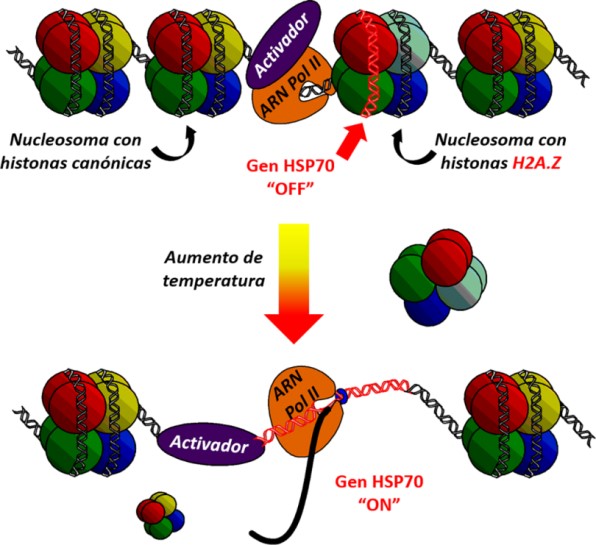Mecanismo de regulación de la expresión del gen HSP70 en A. thaliana por efecto
del aumento de la temperatura, el nucleosoma con las histonas H2A.Z sale, dejando
expuesto el gen permitiendo que este se exprese en respuesta al estímulo. Basado
en Kumar & Wigge (2010).
