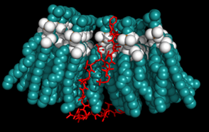 Figura
9. Interacción de la dermaseptina DR-SP2 con una
membrana mamífera (a) y una membrana bacteriana (b) (Cuesta et al., 2019a)