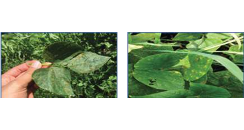 Daño ocasionado por roya (Uromyces appendiculatus) ocasionada en la hoja de planta de frijol (P. vulgaris)