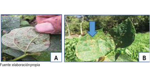 Daño ocasionado por Mancha angular (Phaseoisariopsis  griseola) en la hoja de la planta de frijol. (A). Problema de MA en envés de hoja. (B) Problema de MA y Roya
