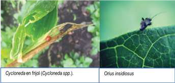 Presencia de Cycloneda spp (izq). y Orius insidiosus (der) en plantas de frijol