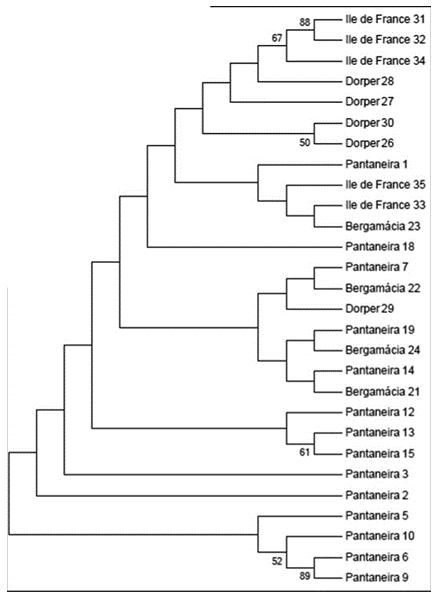 Dendrograma individual feito pelo agrupamento de Neighbor-Joining construído a partir das sequências
de citocromo b do mtDNA gerado
pelo programa MEGA 5.10, mostrando a relação entre as
diferentes raças de ovinos. Apenas os valores de bootstrap de 50% ou mais foram indicados.
