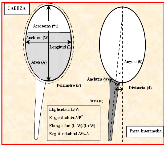 Morphometric parameters
studied in this study according to the Soler study.5