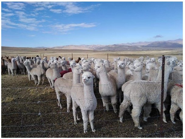 Herd of two-year-old male alpacas (tuis)