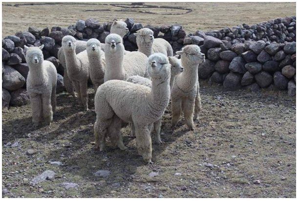 Group of fasting animals