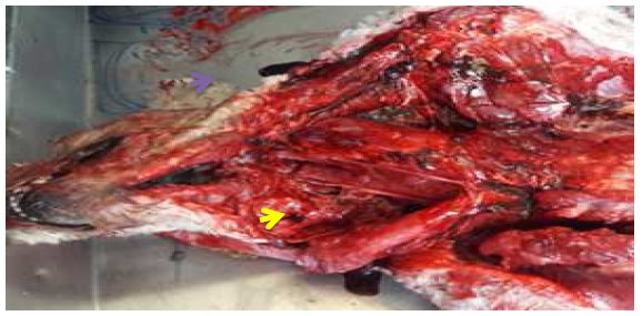 Disección en sala de necropsias de perro. Región ventral de cuello y pectoral
con hemorragia en tejido subcutáneo, y sangre sin coagular (flecha-amarilla)