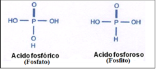 Comparación entre el ácido fos-fórico (fosfato) y el ácido fosforoso (fosfito).Fuente: Lovatt y Milkkelsen, 2006.