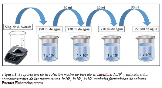 Preparación de la solución madre de inoculo B. subtilis a 1x109
y dilución a las concentraciones de los tratamientos 1x108, 1x107,
1x106 unidades formadoras de colonia.