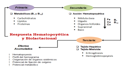 Diagrama de la respuesta hematopoyética (eritrogenesis y hemoglobinopoiesis)