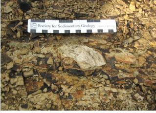 Madera permineralizada (flechas) con litoarenitas gris-café de la
Formación Santiago (Oligoceno tardío a Mioceno temprano)