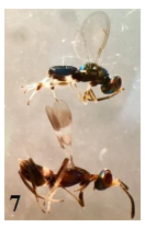 Macho (arriba) y hembra de Anastatus que eclosionaron de ooteca de Liturgusa sp. (Longitud del macho 1.8
mm, hembra 2.2 mm)