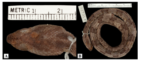 Specimen collected by H. Clark in Puerto Armuelles, Chiriqui (western
Panama), with museum record MCZ:Herp:R-42731    

 