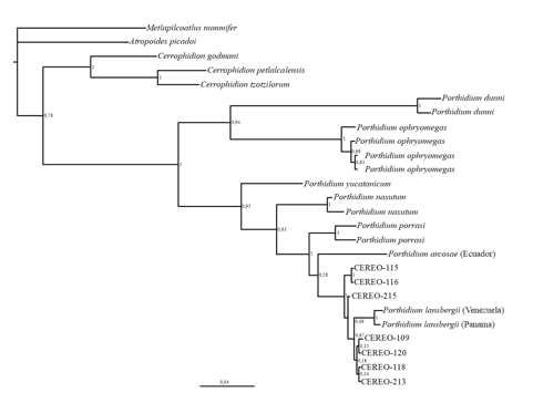  Phylogram
Phylogenetic tree constructed based on Bayesian inference