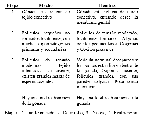 Clasificación de la madurez gonadal
en Anadara tuberculosa  Etapas= 1: Indiferenciado; 2: Desarrollo; 3: Desove; 4: Reabsorción.