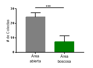 Promedio de colectas comparando la cantidad de
individuos en las dos áreas de estudio (abierta/boscosa). ***p≤0.001