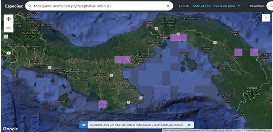 Distribución geográfica de los
reportes de mosquero bermellón Pyrocephalus rubinus en Panamá según
eBird 2020
