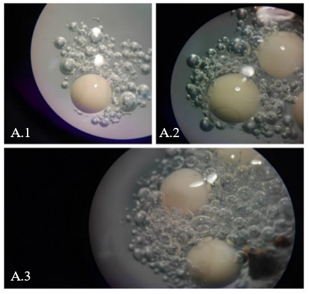Día 1: A.1: Huevos
dentro del nido de espuma. A.2: Observación de media gástrula. A.3: Se observan
los polos animal y vegetal desarrollados.
