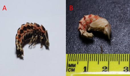 desarrollo post larvario de Cratomorphus
signativentris: A) Pre-pupa; B) Pupa