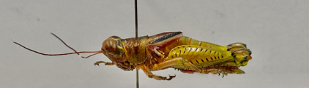 Fig. 10.Zoumolampis bradleyi, vista lateral