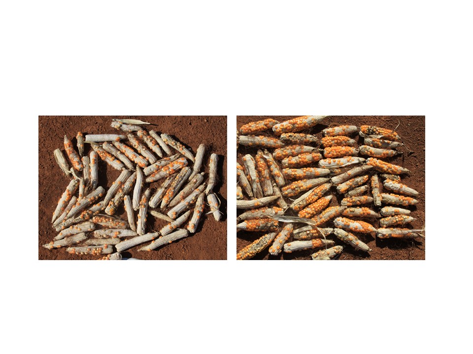 Dos híbridos del ensayo
sembrado en fecha tardía en El Ejido mostraron mal llenado de grano debido a la
deficiente polinización