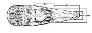 Datos morfometricos de la cabeza de C. acutus