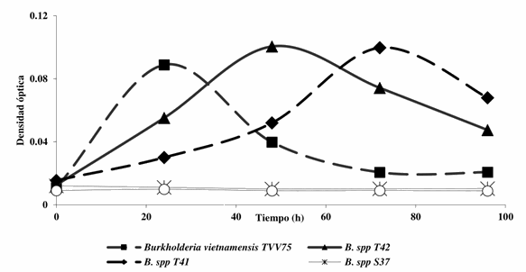 Crecimiento de Burkholderia spp de Zea mays var mexicana y las cepas de referencia de Burkholderia spp en caldo Watanabe como medida indirecta de la fijación biológica del N2