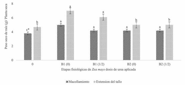 Efecto de Burkholderia spp endófita de Zea mays var mexicana sobre el peso seco de la raíz de Zea mays con y sin urea en invernadero