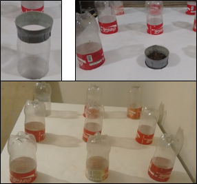 ubetas feitas de garrafas PET
encaixadas em placas de isopor onde foram plantadas alfaces.