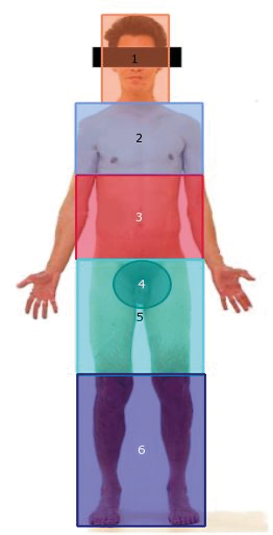 Imagem estímulo dividida em seis regiões anatómicas