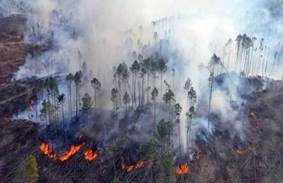 Incendio forestal en la provincia de Córdoba.