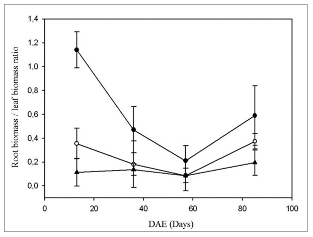 Effect of nitrogen fertilization treatments [0-N (●), 133-N (○) and 400-N (▲)] on the root biomass / leaf biomass ratio during days after emergence (DAE). Mean values are presented ± standard deviation.