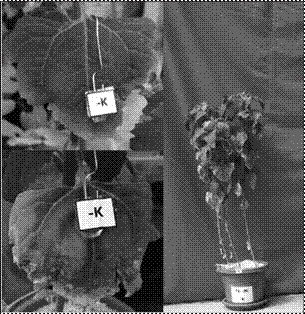 Síntomas de deficiencia de
potasio en plantas de quinua.