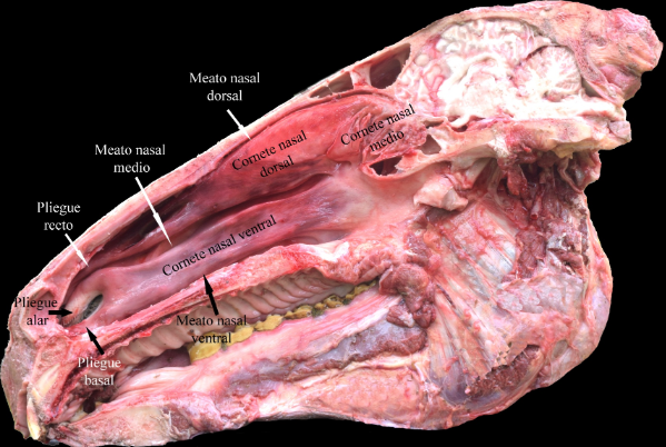Imagen de una
cabeza equina, señalando los sitios anatómicos de la cavidad nasal.