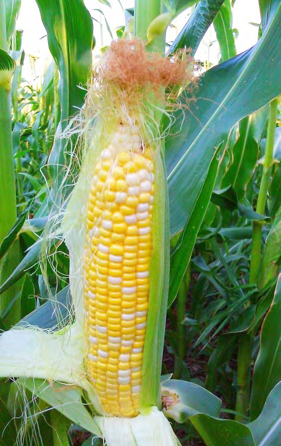 Los cultivos de maíz: un debate de maíz, kafir, y sorgos cultivado en los  Estados Unidos y Canadá. Maíz; el maíz Kafir; sorgo. BBOOM-COEN 339 corte.  El trillador, quita todas las