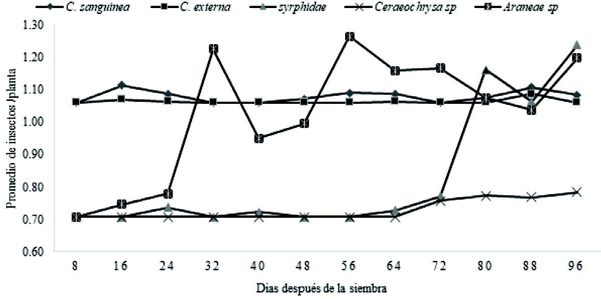  Fluctuación poblacional de
enemigos naturales de M. sacchari en el
cultivo de sorgo entre los 8 a 96 días después de la siembra.