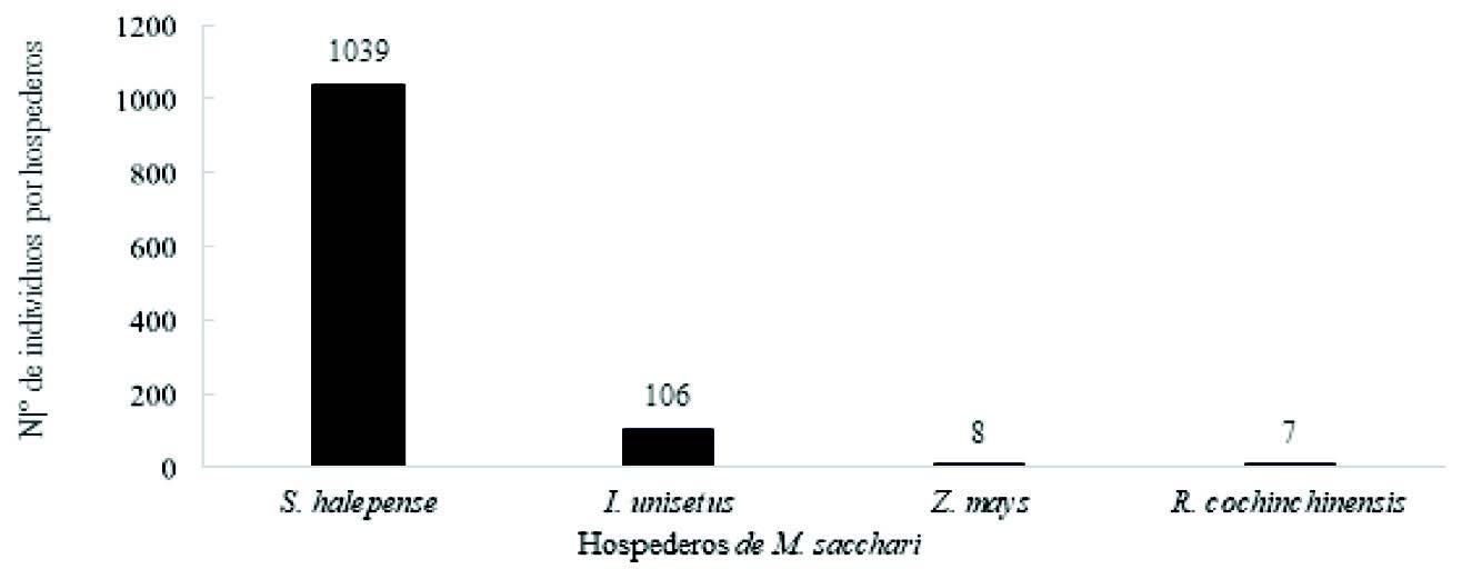 Total de M. sacchari encontrados en
hospederos alternos.