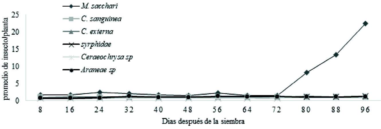 Fluctuación poblacional de M. sacchari y la
de sus enemigos naturales en el cultivo de sorgo en el periodo comprendido de agosto
a octubre del 2017 .
