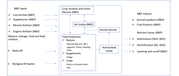 Diagram
of N and P ﬂows in feed production systems