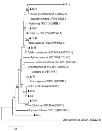 Phylogenetic
relationships of the ten isolates (black triangle) based on partial 16S rRNA
gene sequences. The tree was built by the Neighbor-joining clustering method.
Numbers near nodes indicate bootstrap values >50%. Chlorobium limicola was the outgroup used.