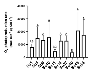 O2
photosynthetic production rates of the ten cyanobacteria isolates. Bars values
are the means of four replicates and error bars represent standard errors. Same
capital letter over the bars show no statistical difference (p<0.05). 

 