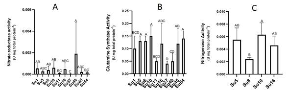 A) Nitrate reductase (nr)
activity of the ten cyanobacteria isolates B) Glutamine synthase (gs) activity of the ten cyanobacteria isolates C) Nitrogenase activity of four of the
cyanobacteria isolates. Bars values are the means of four replicates and error
bars represent standard errors. Significant differences among isolates are
indicated by capital letters, according to ANOVA-Tukey`s HSD (p<0.05).